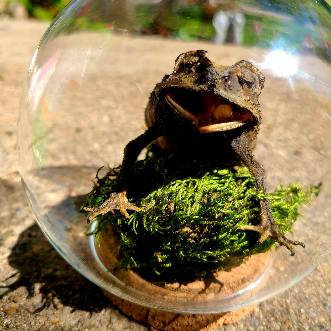 Froggy Toad Dome