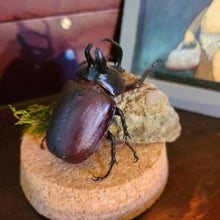 Load image into Gallery viewer, Bunny Ear Beetle Globe
