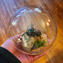 Load image into Gallery viewer, Bunny Ear Beetle Globe
