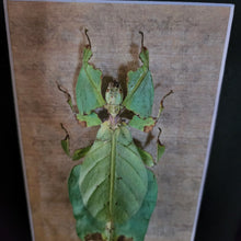 Load image into Gallery viewer, Phyllium giganteum - Leaf Insect
