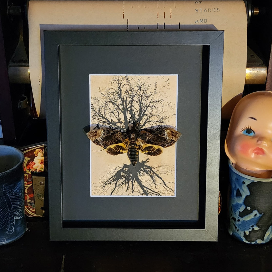 Death Head Moth Tree Framed