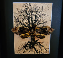 Load image into Gallery viewer, Death Head Moth Tree Framed
