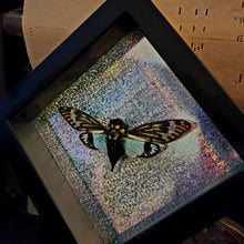 Load image into Gallery viewer, Blue Cicada - Tosena splendida
