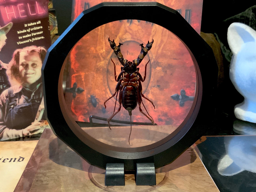 Large Whip Vinegar Scorpion Spider - Hypocnoctus rangunensis
