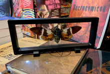 Load image into Gallery viewer, Giant Cicada - Angamiana floridula
