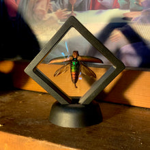 Load image into Gallery viewer, Metallic Rainbow Jewel Beetle [Chrysochroa aurora] in Floating Mini Frame
