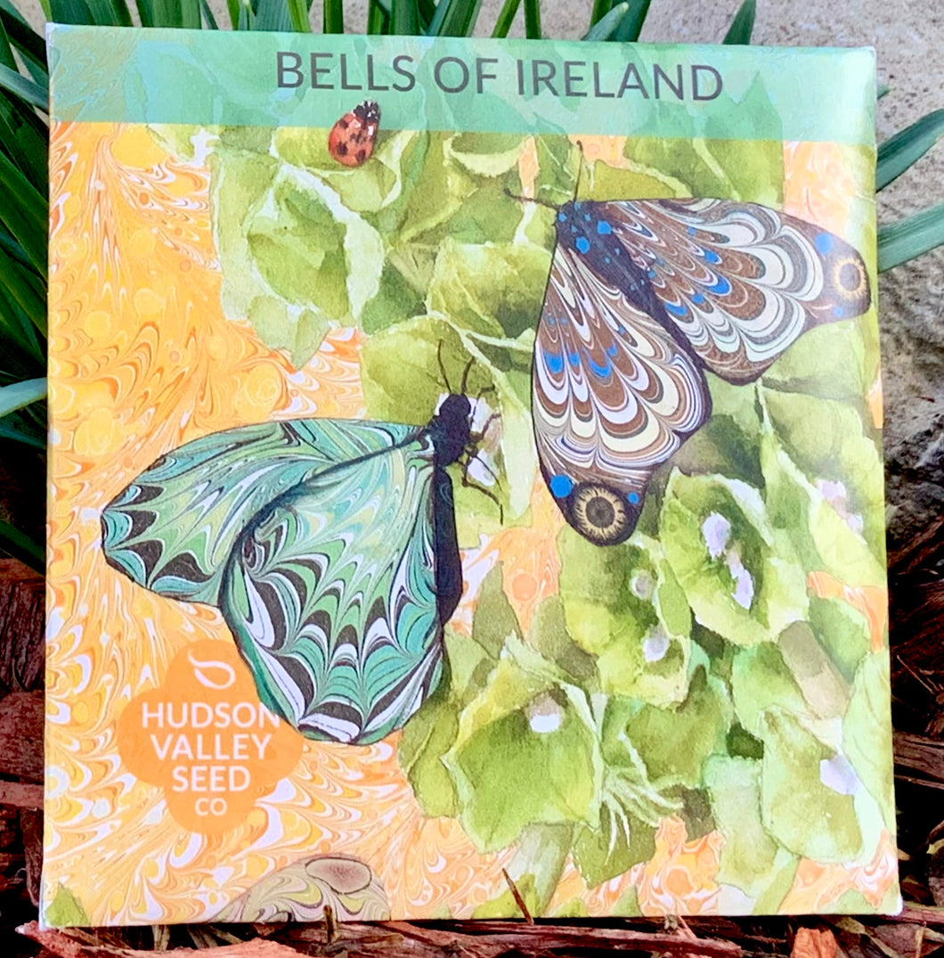 BELLS OF IRELAND - SEEDS -