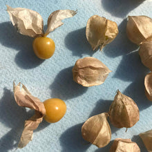 Load image into Gallery viewer, Aunt Molly&#39;s Ground Cherry - Seeds
