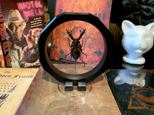Load image into Gallery viewer, Large Whip Vinegar Scorpion Spider - Hypocnoctus rangunensis
