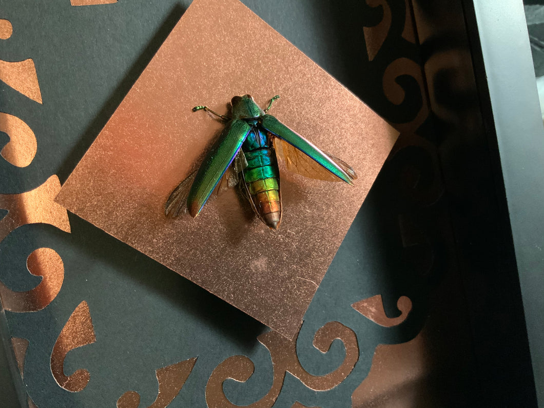 Rainbow Jewel Beetle  [Chrysochroa aurora]