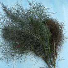 Load image into Gallery viewer, Bronze Fennel - Seeds

