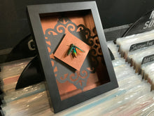 Load image into Gallery viewer, Rainbow Jewel Beetle  [Chrysochroa aurora]
