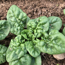 Load image into Gallery viewer, Bloomsdale Spinach - Seeds
