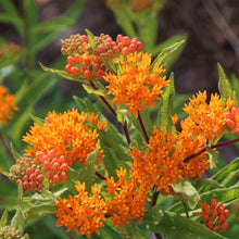 Load image into Gallery viewer, BUTTERFLY WEED - SEEDS
