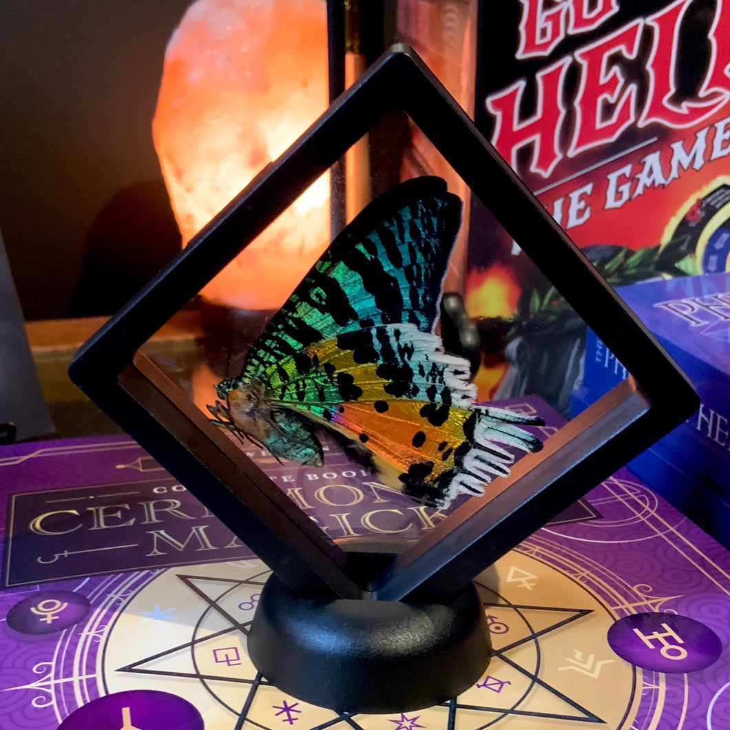 Sunset Moth Butterfly in Floating Mini Frame