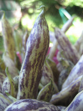 Load image into Gallery viewer, Dragon&#39;s Tongue Bean - Seeds

