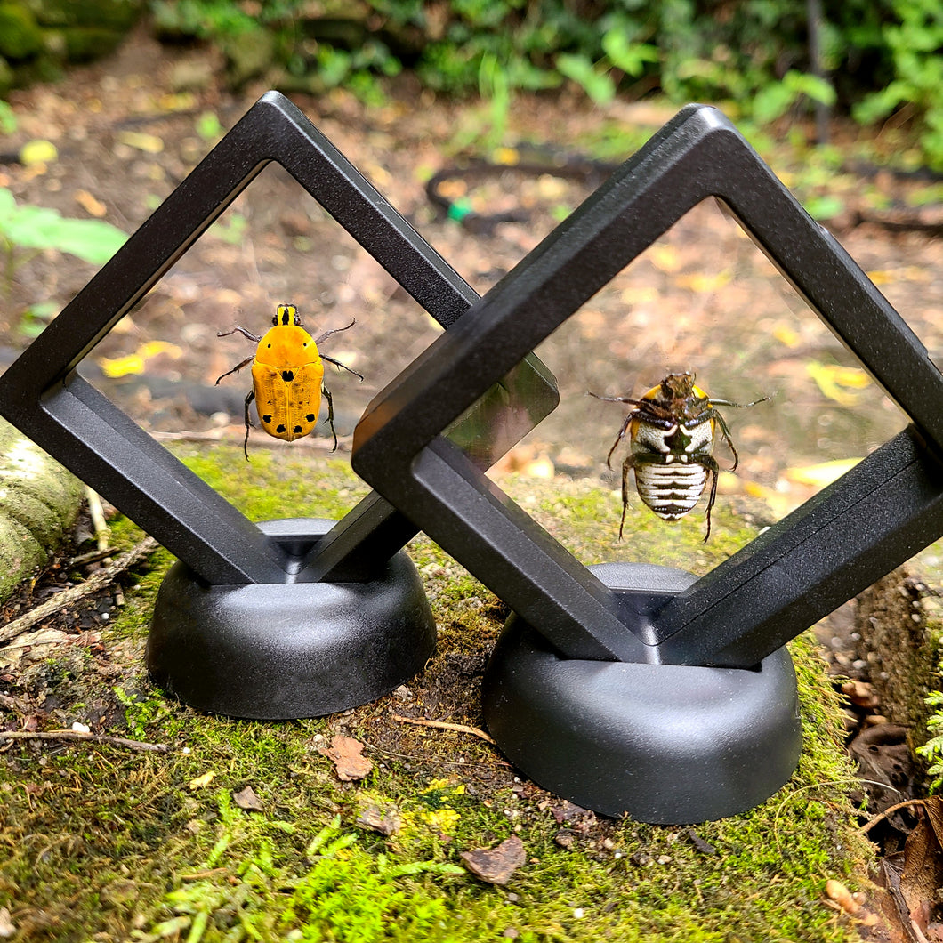 Tribal Face Flower Beetle  [Euchroea auripimenta] in Floating Mini Frame