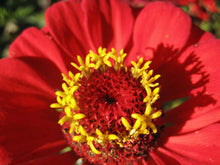 Load image into Gallery viewer, Gift Zinnia - Seeds
