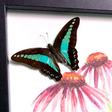 Load image into Gallery viewer, Butterfly Friends on Echinacea Coneflower
