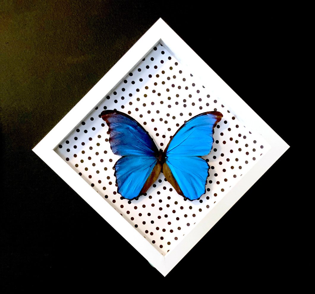 Morpho Butterfly  with Polka Dots