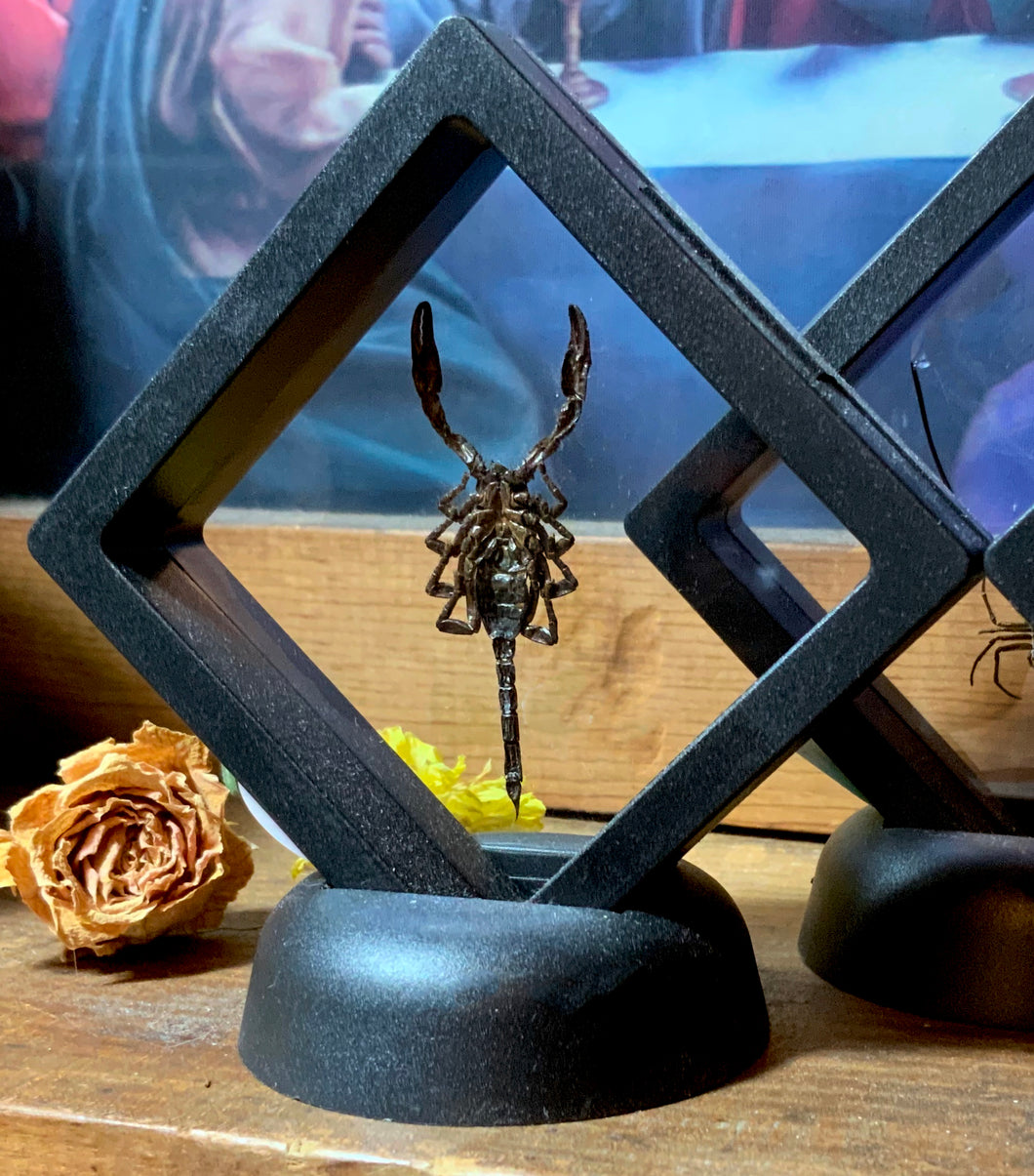 Baby Scorpion in  Floating Mini Frame