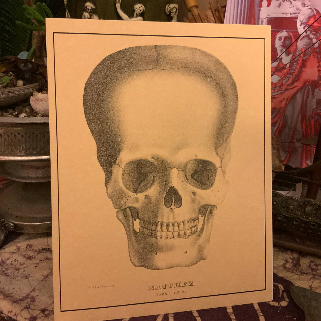 Skulls - 136  -  PRINT
