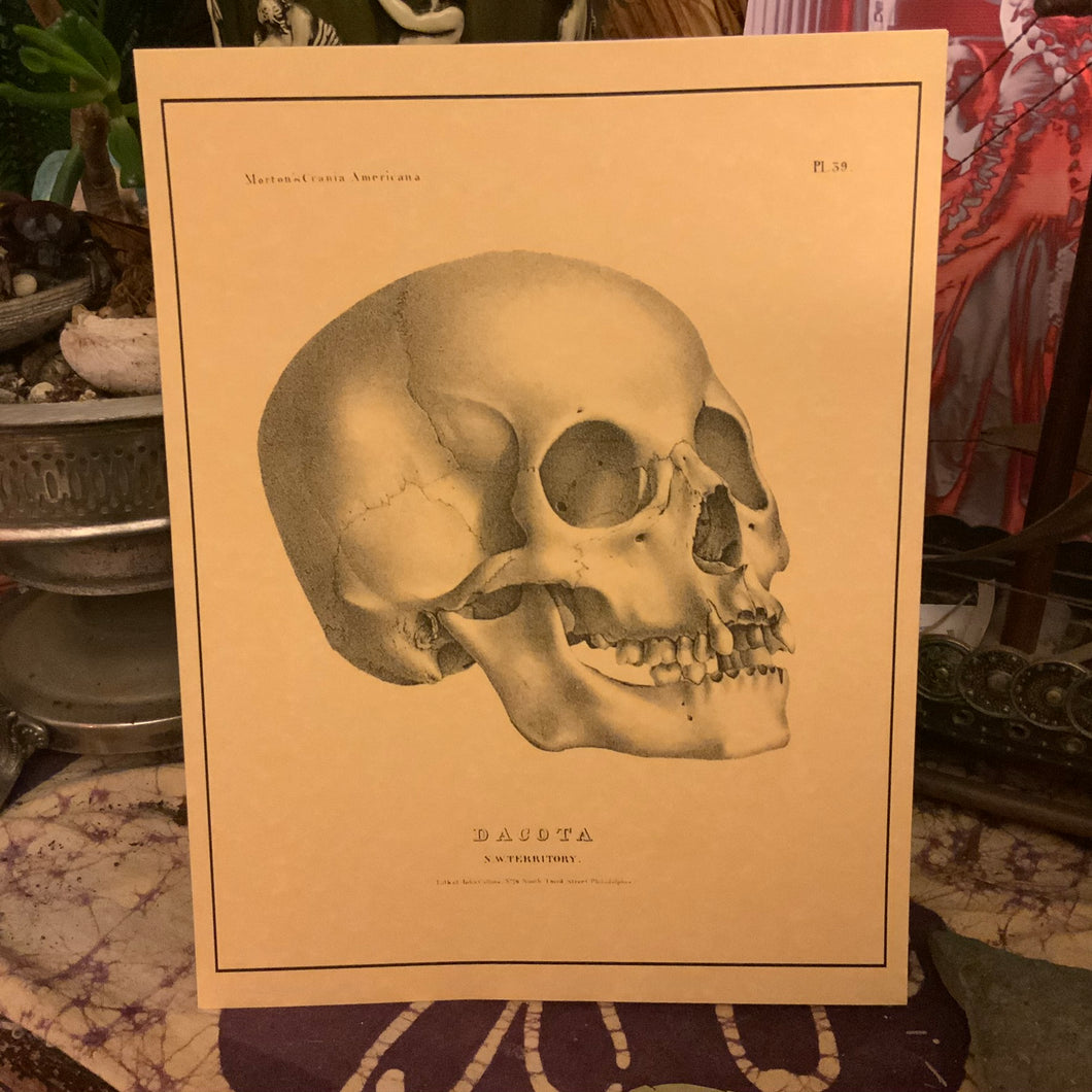 Skulls - 138  -  PRINT