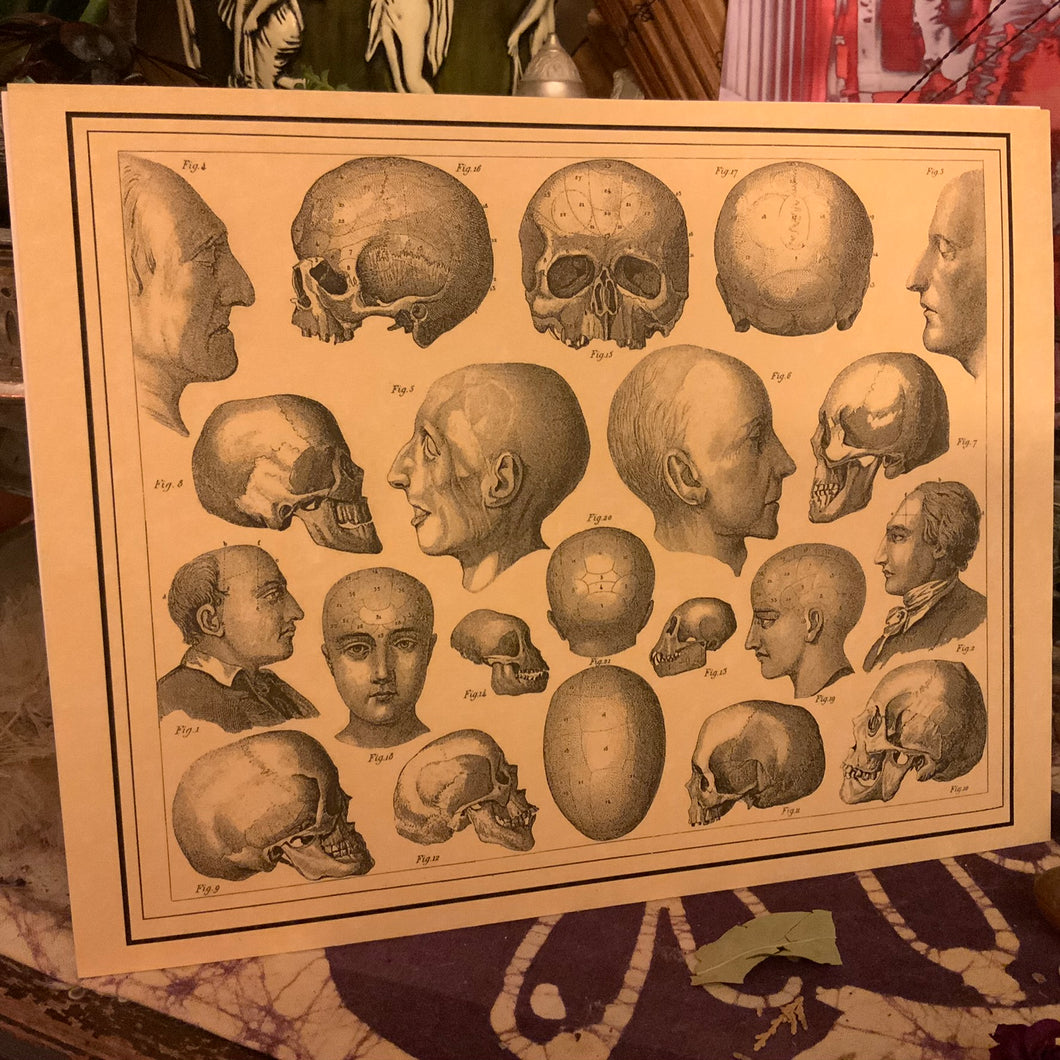 Brockhaus - Skull Face - 075  -  PRINT