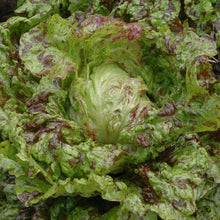 Load image into Gallery viewer, JOKER LETTUCE - SEEDS -
