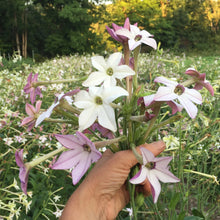 Load image into Gallery viewer, LAVENDER CLOUD NICOTIANA  - SEEDS
