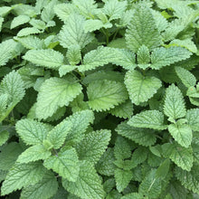 Load image into Gallery viewer, LEMON BALM - SEEDS

