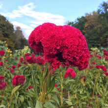 Load image into Gallery viewer, MAMMOTH MAGENTA CELOSIA - SEEDS
