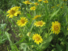 Load image into Gallery viewer, MEADOW ARNICA - SEEDS -
