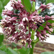 Load image into Gallery viewer, MILKWEED  - SEEDS
