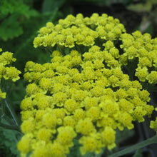 Load image into Gallery viewer, Multi-hued Yarrow Mix - Seeds
