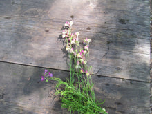 Load image into Gallery viewer, NORTHERN LIGHTS LINARIA- SEEDS
