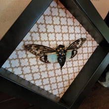 Load image into Gallery viewer, Blue Cicada - Tosena splendida
