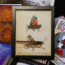 Load image into Gallery viewer, Milkweed Locust Grasshopper - Vintage Print

