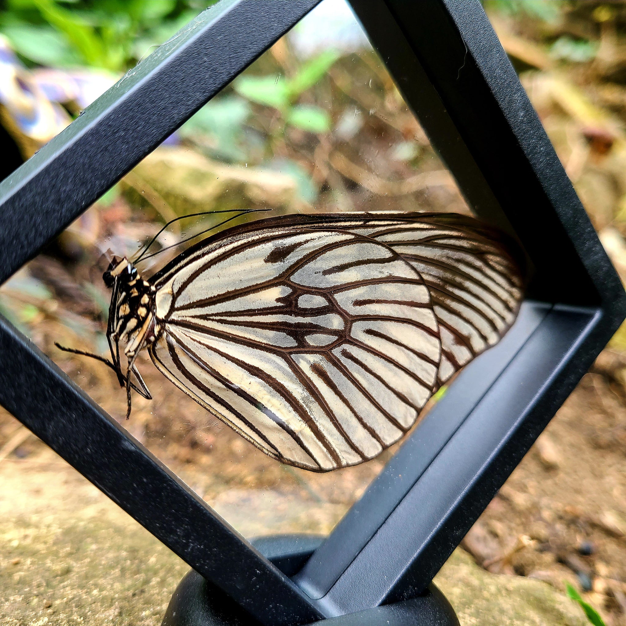 Real butterfly Idea Blanchardi in online full glass frame