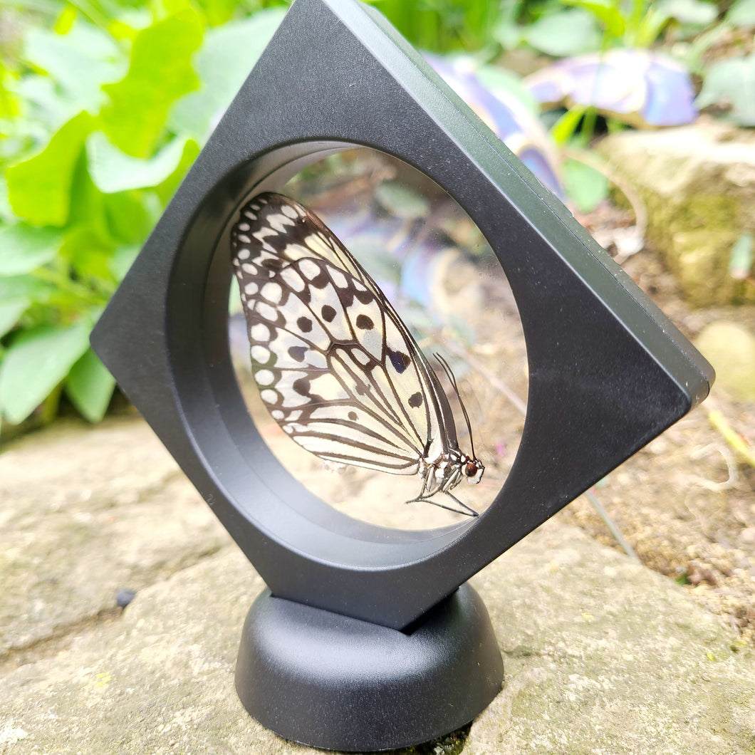 Idea leuconoe obscura Butterfly
