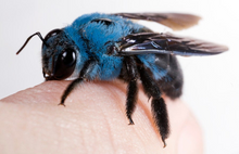 Load image into Gallery viewer, Blue Carpenter Bee in Floating Mini Frame
