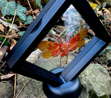 Load image into Gallery viewer, Scamandra sanguiflua - Real Lanternfly Floating Mini Frame
