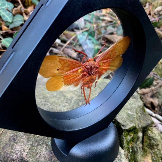 Scamandra sanguiflua - Real Lanternfly Floating Mini Frame