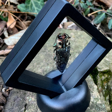Load image into Gallery viewer, Lampropepla rothschildi - 4 EYES!!! - Real Jewel Beetle - Floating Mini Frame
