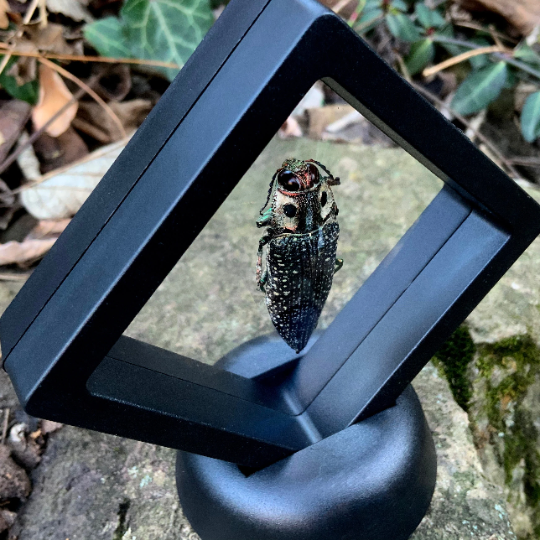 Lampropepla rothschildi - 4 EYES!!! - Real Jewel Beetle - Floating Mini Frame