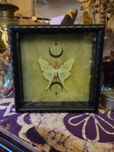 Load image into Gallery viewer, Luna Moth, Actias Luna Green Saturn Moth, Wicca Triple Moon, Shadowbox
