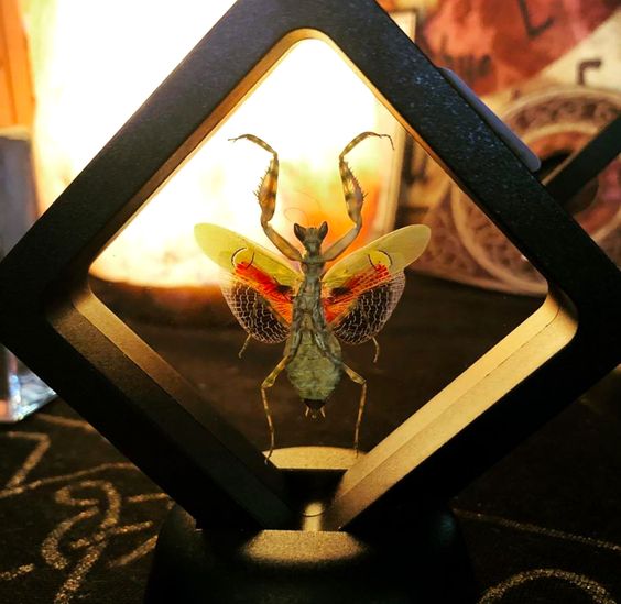 Jeweled Flower Mantis in Floating Mini Frame