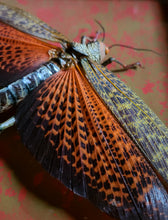 Load image into Gallery viewer, Giant Grasshopper [Tropidacris dux]

