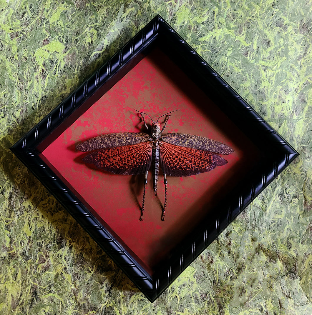 Giant Grasshopper [Tropidacris dux]