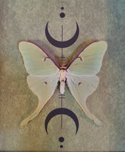 Load image into Gallery viewer, Luna Moth, Actias Luna Green Saturn Moth, Wicca Triple Moon, Shadowbox
